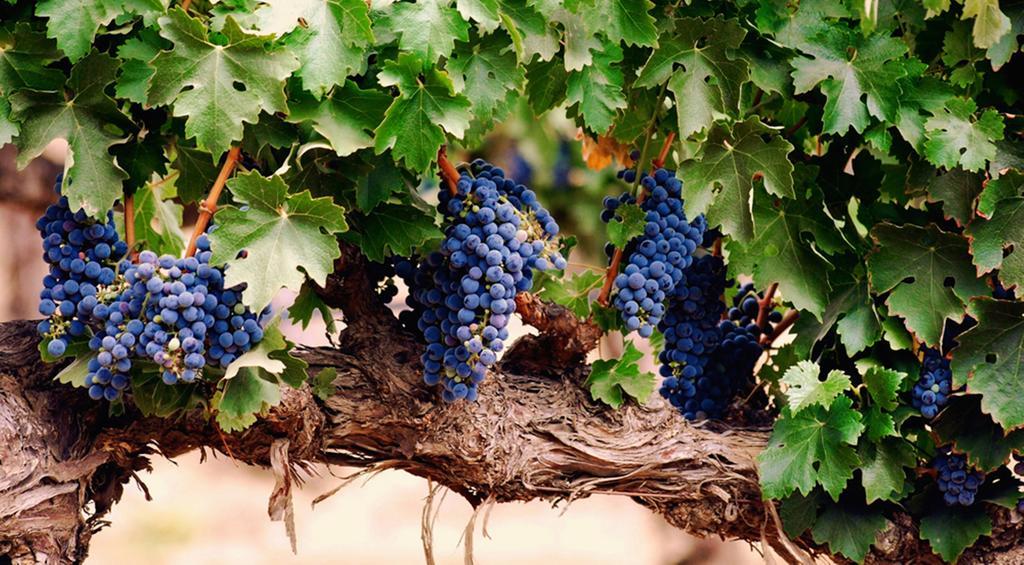 Agriturismo Le Vigne Foligno Exteriér fotografie